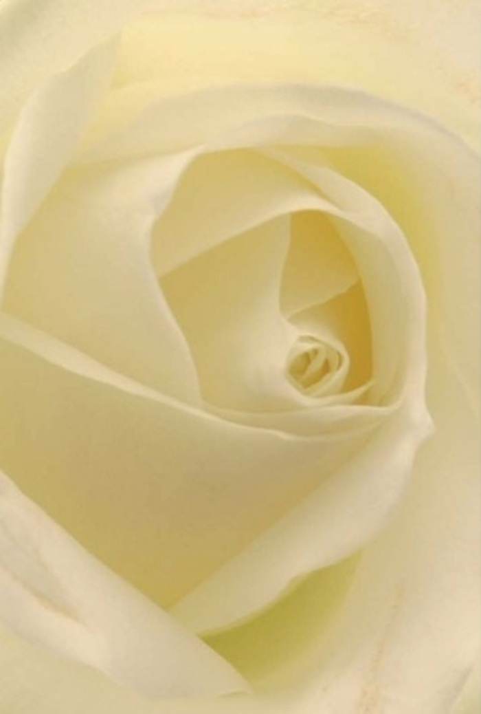 Drawn close to the luminous heart of a classic white rose, the eye becomes entranced by the orchestration of softness, layering, and tranquil light found in this Camberwell-inspired composition. Each petal, edged in gentle cream and punctuated by creamy highlights, seems to capture and diffuse the ambient light that filters through leafy avenues like those near Myatt's Fields Park, rendering the bloom almost ethereal. It embodies a sense of sophistication-unhurried, composed, and deeply peaceful. The spiral of its core suggests purity and the quiet resilience celebrated in so many Camberwell stories, while the subtle interplay of colour and shadow celebrates the artistry of local florists. There is a hint of fragrance-clean, serene, and just perceptible-reminiscent of the gardens that thrive in local courtyards. As a florist here, I see this rose as the ideal gesture for momentous occasions: a romantic overture, an elegant centrepiece for a wedding at a nearby chapel, or a hand-tied bouquet expressing heartfelt apology or memory. Each detail, from the flawless petal formation to the delicate gradations of tone, speaks of refined taste and enduring emotion, making it a perfect choice for any meaningful moment in Camberwell.